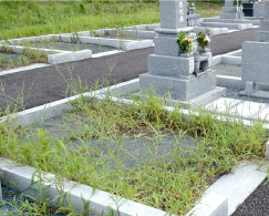 お墓だけでなく区画内の除草も行います。